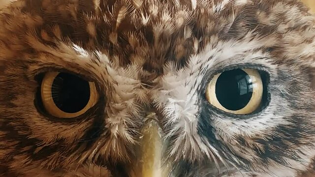 Head of a little owl close-up. Athene noctua