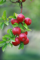 
apple and apple orchards, Amasya Apple