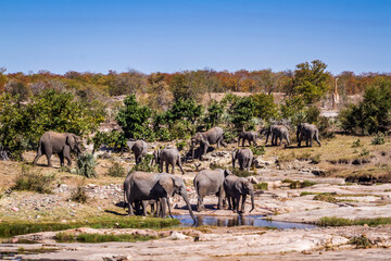 Fototapeta na wymiar African bush elephant herd in wild scenery in Kruger National park, South Africa ; Specie Loxodonta africana family of Elephantidae