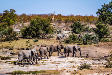 African bush elephant herd in wild scenery in Kruger National park, South Africa ; Specie Loxodonta africana family of Elephantidae