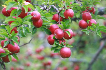 
apple and apple orchards, Amasya Apple