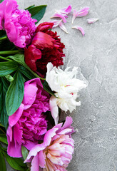Peony flowers on a grey concrete background