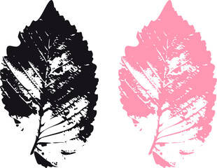 The imprint of the elm leaf diaries for observation of nature, herbaria and design. pink and blacj leafs elm