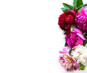 Peony flowers on a white background