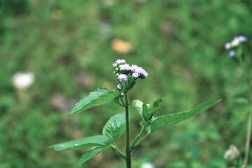 forget me not flowers