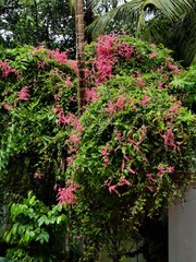 flowers in the garden
