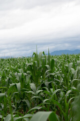 corn field and sky