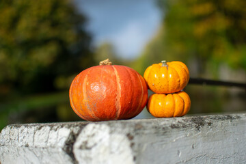 pumpkin on a table