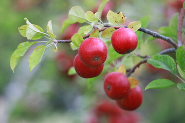
apple and apple orchards, Amasya Apple