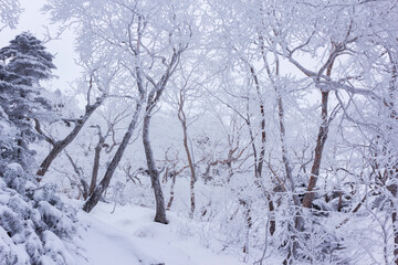 Fototapeta na wymiar 雪の積もった樹林帯
