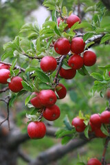 
apple and apple orchards, Amasya Apple