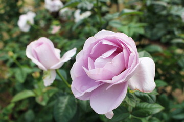 うす紫色の薔薇