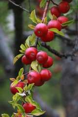 Obraz premium apple and apple orchards, Amasya Apple
