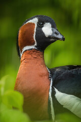 Red-breasted goose (Branta ruficollis), with beautiful green coloured background. A beautiful endangered water bird with brown feathers in grass in the morning . Wildlife scene from nature, Germany.