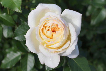 可憐に咲く一輪の白い薔薇