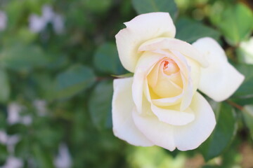 可憐に咲く一輪の白い薔薇