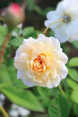 可憐に咲く一輪の白い薔薇