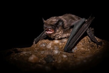Daubenton's bat (Myotis daubentonii), with beautiful black coloured background. Colorful brown bat on the stone in the cave at night. Wildlife scene from nature, Czech Republic