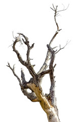 tree isolated on white