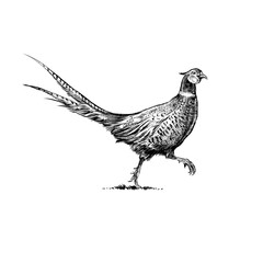Fototapeta na wymiar Pheasant