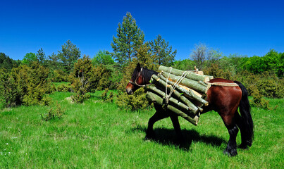 Rückepferd in Kroatien transportiert Baumstämme - obrazy, fototapety, plakaty