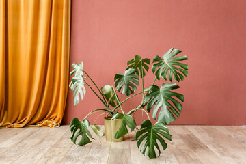 Tropical palm monstera in home in straw bag on red background. Modern minimalistic interior with an home plant. Exotic green palm leaves branches on red background. Minimal Scandinavian interior.