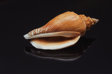 seashell sea on black background