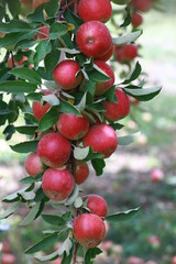 
apple and apple orchards, Amasya Apple