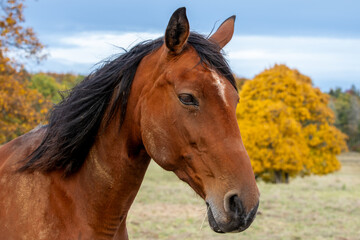 Obraz premium Laubfärbung goldener Oktober im Harz