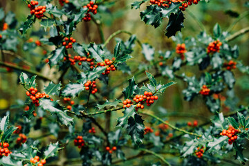 Holly with red berries growing in nature. Christmas background. - Powered by Adobe