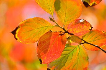 ナツツバキの紅葉