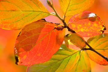 ナツツバキの紅葉