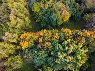 Autumn forest or park, aerial view. Fall trees with yellow foliage