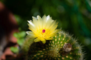 fior di cactus 