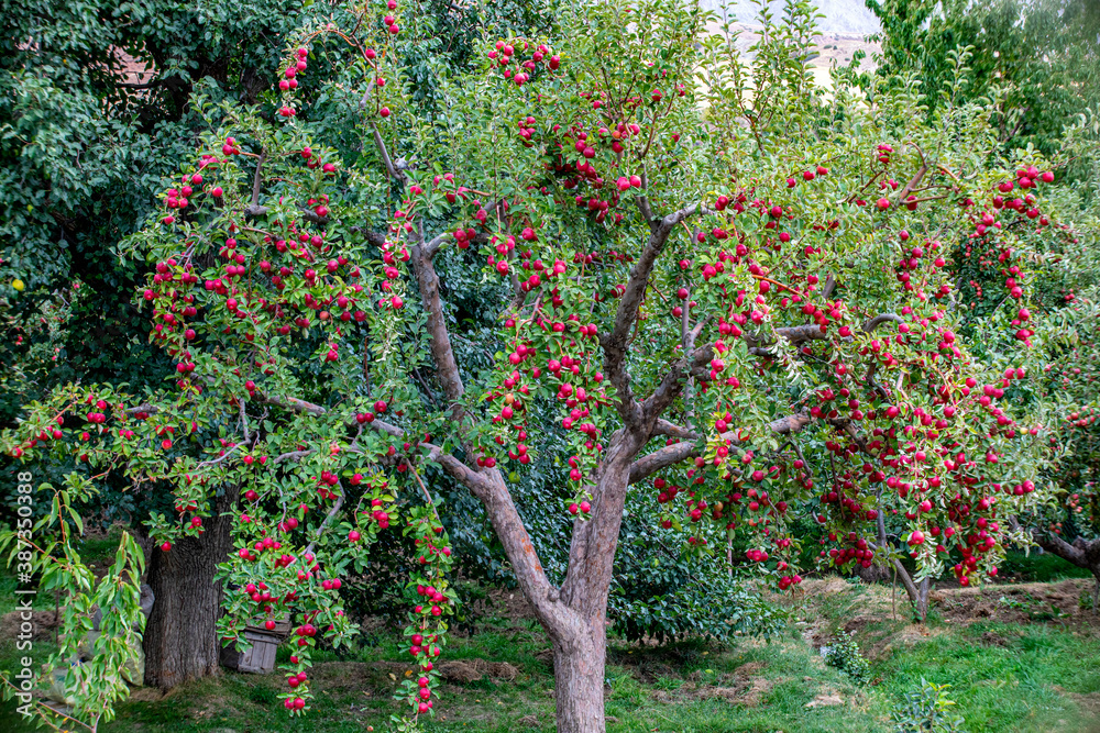 Canvas Prints 
apple and apple orchards, Amasya Apple