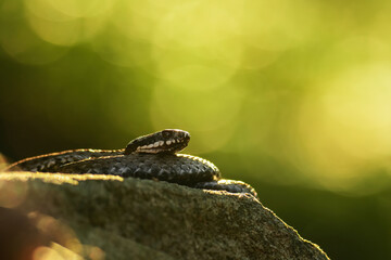 European common adder, European viper (Vipera berus), with beautiful green coloured background. Colorful snake with grey scales on the ground in the forest. Wildlife scene from nature, Czech Republic