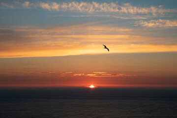 Plakat Seagull over the sunset