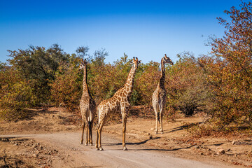 Three Giraffes on safari gravel road in Kruger National park, South Africa ; Specie Giraffa camelopardalis family of Giraffidae