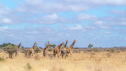 Small group of Giraffes walking in savannah scenery  in Kruger National park, South Africa   Specie Giraffa camelopardalis family of Giraffidae © PACO COMO