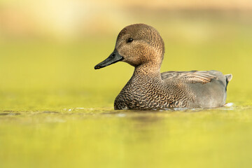 Gadwall (Mareca strepera), with beautiful green coloured water surface. Beautiful brown duck from the pond in the morning mist. Wildlife scene from nature, Czech Republic