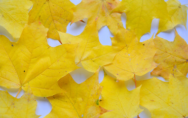 Fototapeta na wymiar yellow autumn leaf maple