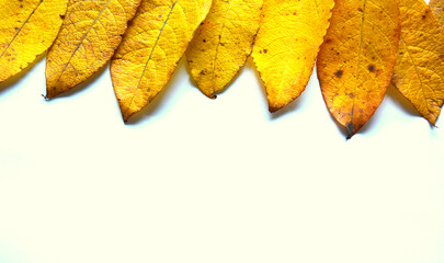 autumn leaves border