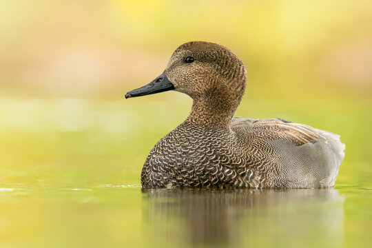 Gadwall (Mareca strepera), with beautiful green coloured water surface. Beautiful brown duck from the pond in the morning mist. Wildlife scene from nature, Czech Republic