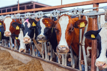 Large cowshed with milky cows on the farm