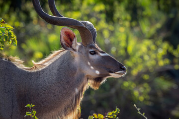 Greater kudu male portrait in Kruger National park, South Africa ; Specie Tragelaphus strepsiceros...