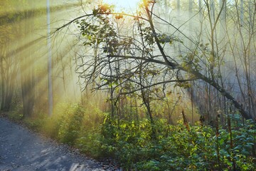 Foggy morning 