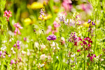 gardening, botany and flora concept - beautiful field flowers in summer garden