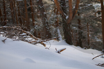 Nieve en el bosque