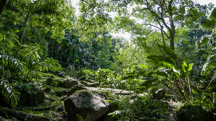 Thick green tropical forest with bushes and palm trees.