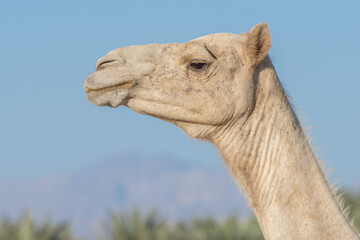Side view Close-up of a desert dromedary camel facial expression with its mouth and teeth showing in Middle East in the UAE with a look at the hairy detail. Dromedary camel (Camelus dromedarius